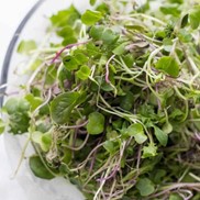 microgreens edible tins reuse